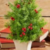 Hot 14" Cedar Berry Tree Christmas Accents