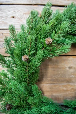 Flash Sale 24” Just Cut Spruce Wreath Christmas Wreaths