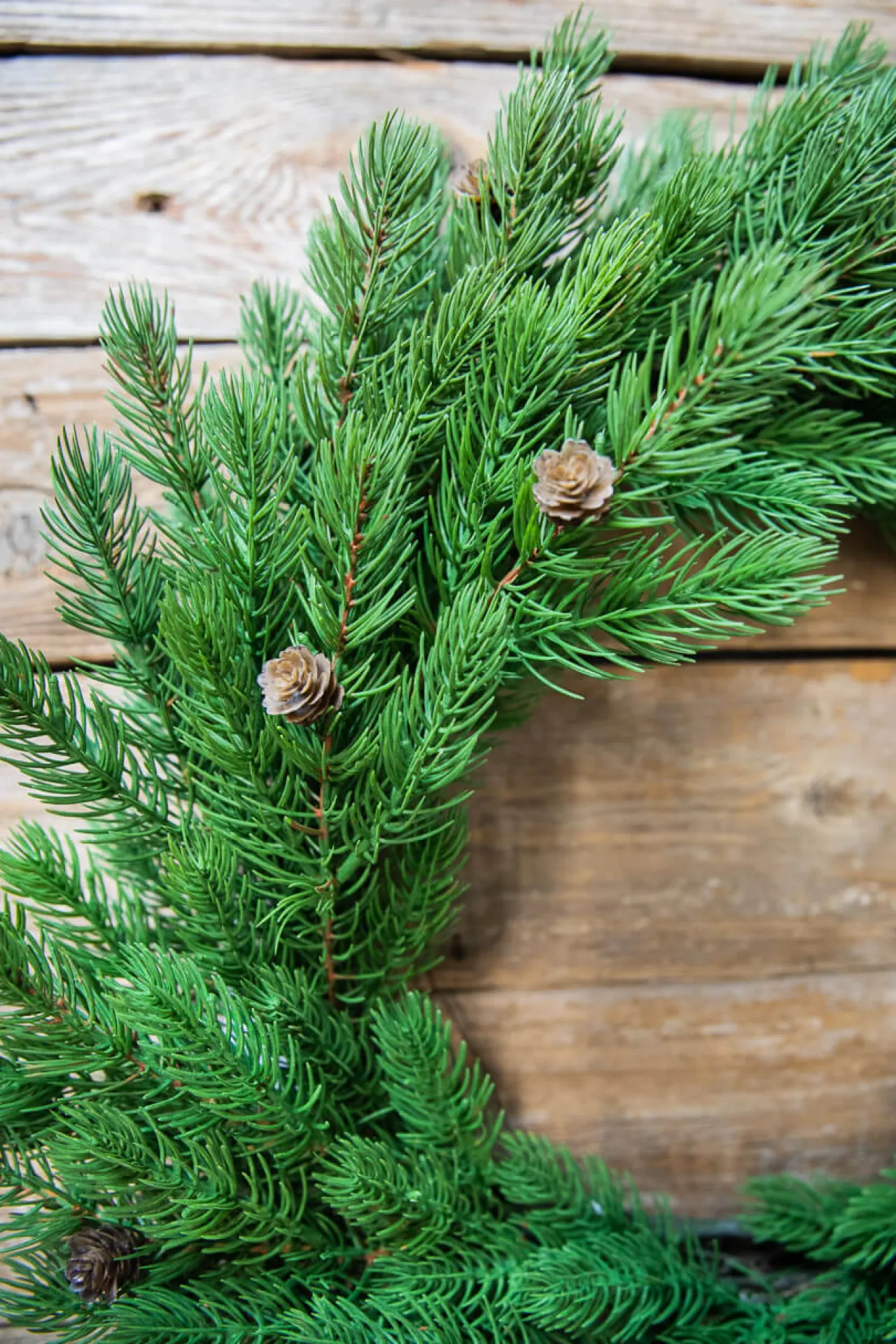 Flash Sale 24” Just Cut Spruce Wreath Christmas Wreaths