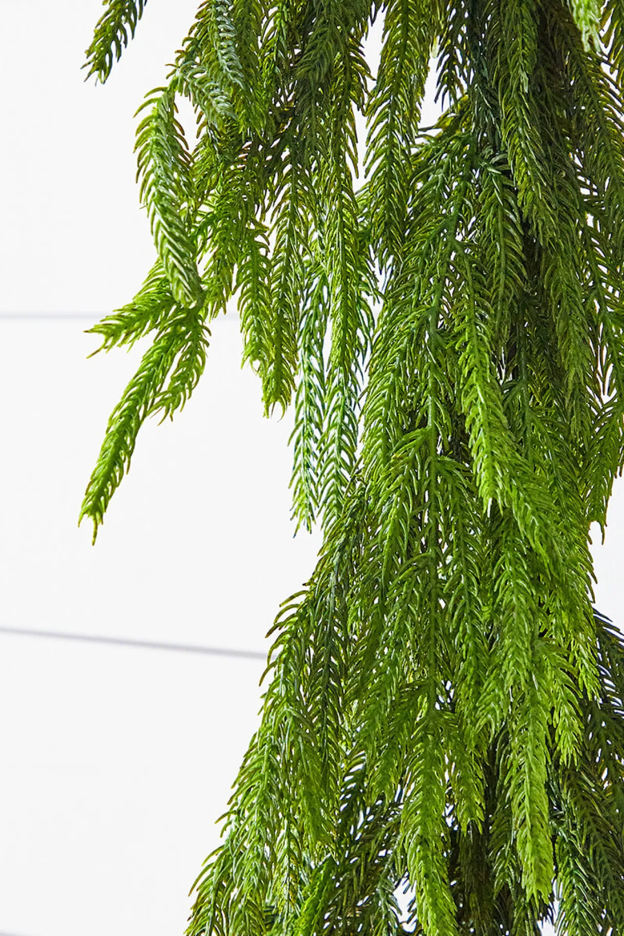 Shop 72” Real Touch Norfolk Pine Garland Christmas Garlands|Natural Greenery