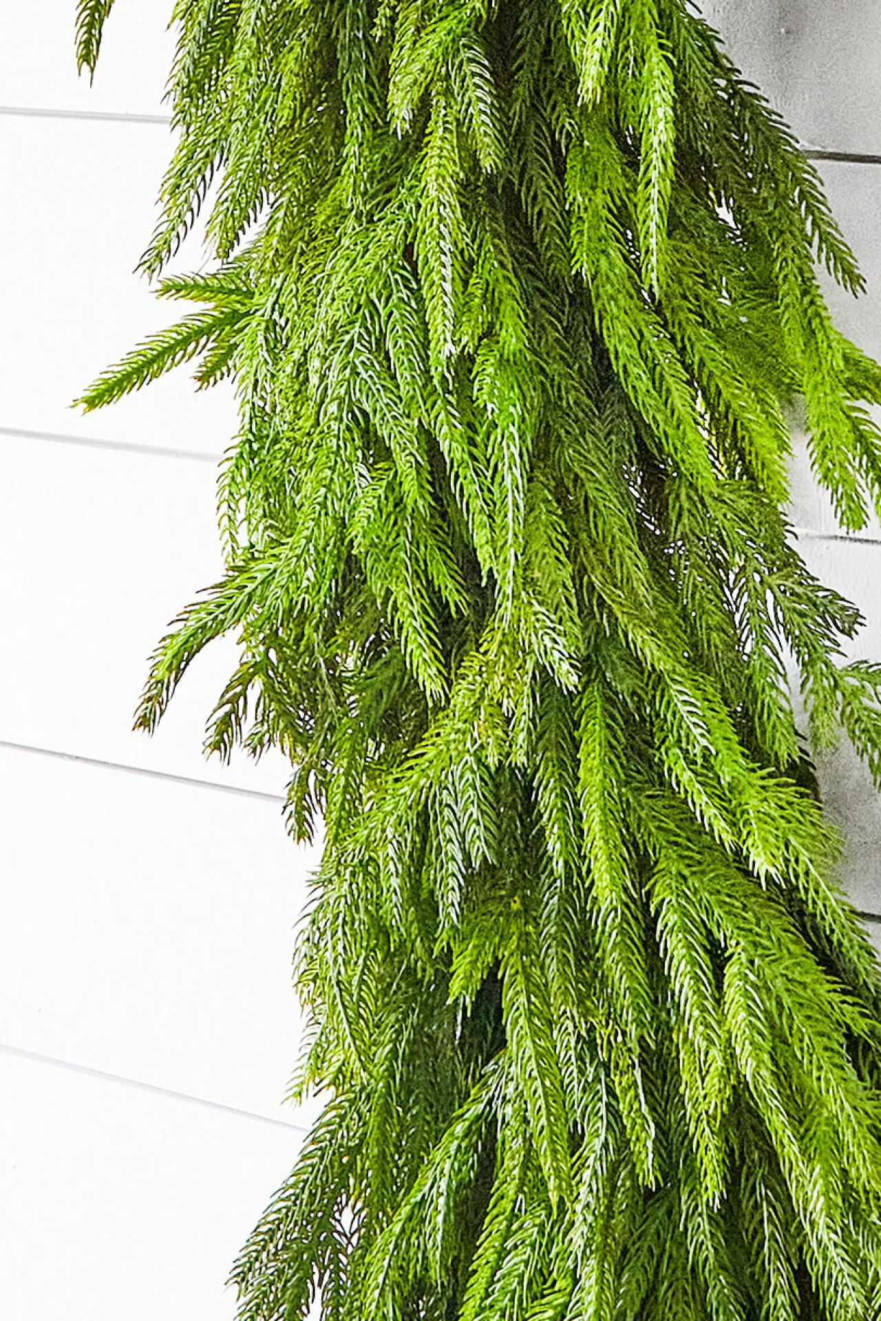 Cheap 60" X 16" Real Touch Deluxe Norfolk Pine Garland Christmas Garlands|Natural Greenery